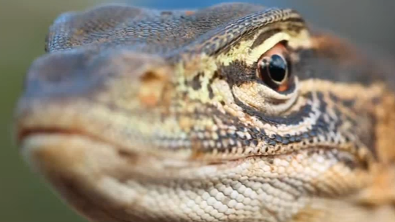 How to climb a tree to catch a lizard