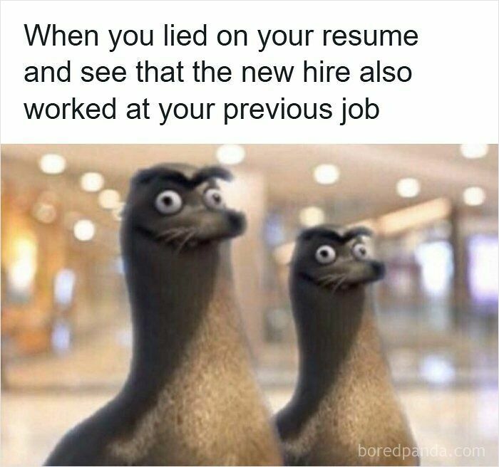 52 Hilarious Resume Memes That Might Be Painfully Relatable