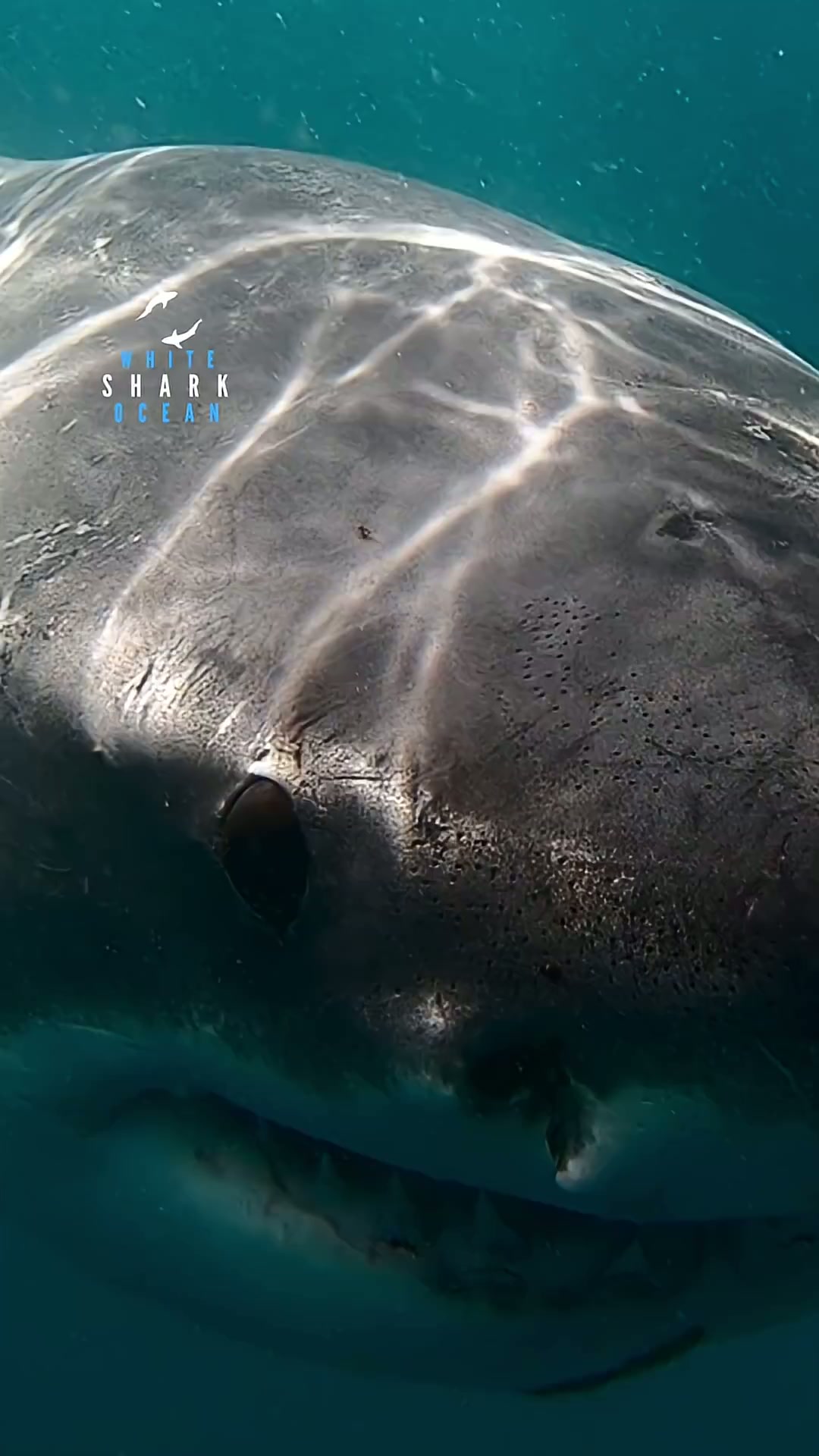 Big Great White Right In The Lens