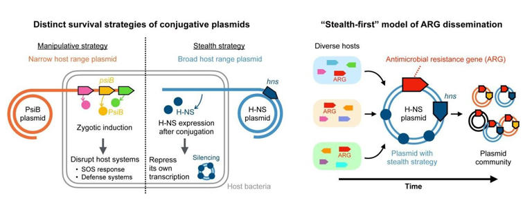 Stealth and manipulation: Strategies of bacterial plasmids investigated