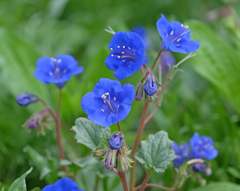 10 bewitching blue flowers that look almost unreal – start them from ...