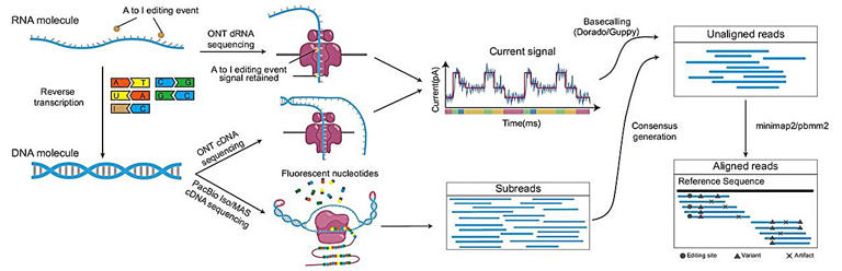 Deep-learning algorithms enhance mutation detection in cancer and RNA ...