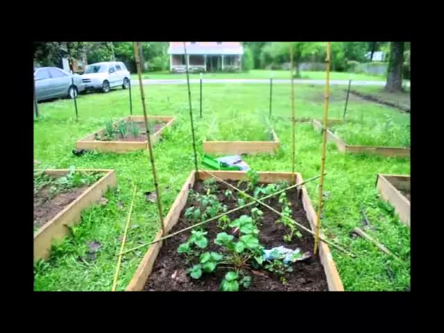 DIY tomato cage for square foot gardening