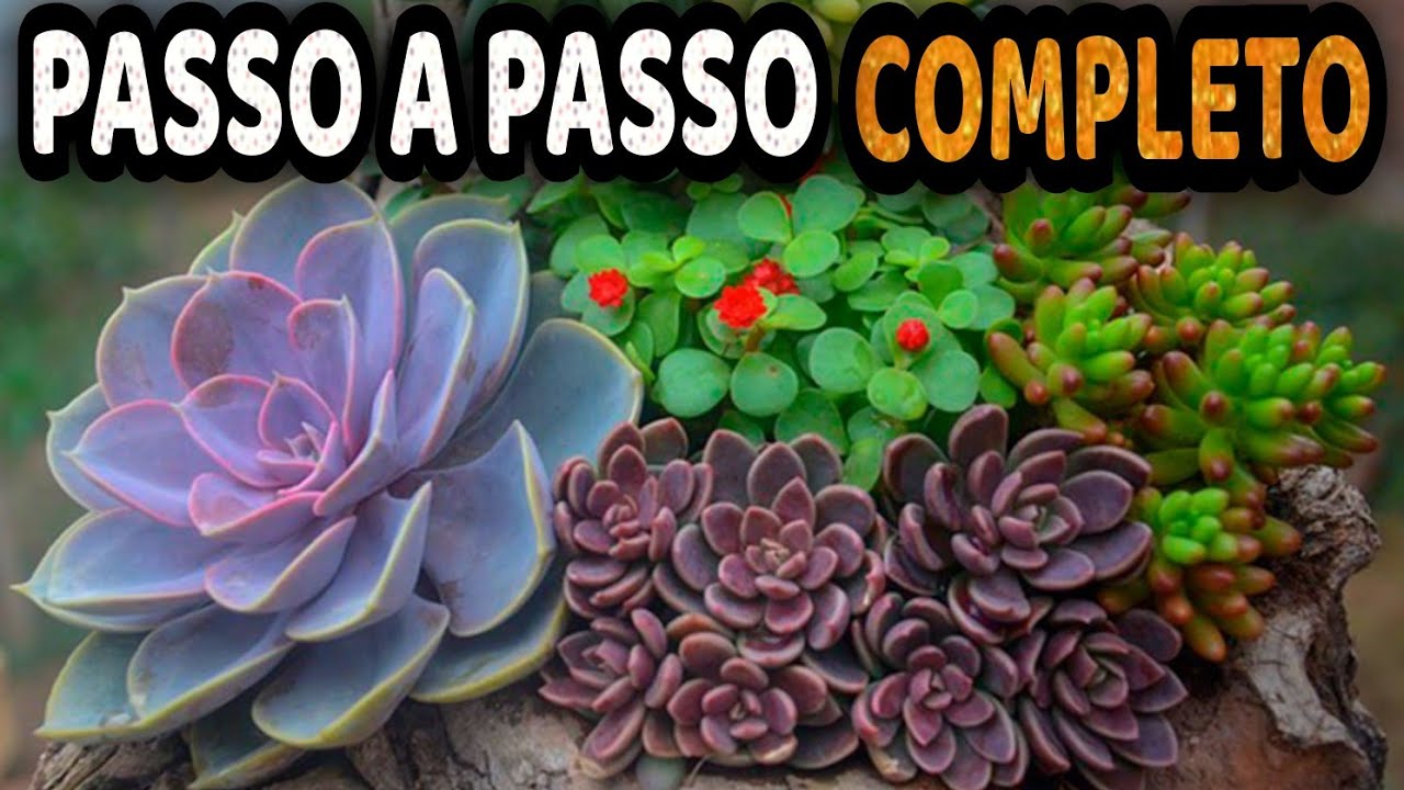 Tudo sobre suculentas: Como plantar e cultivar suculentas