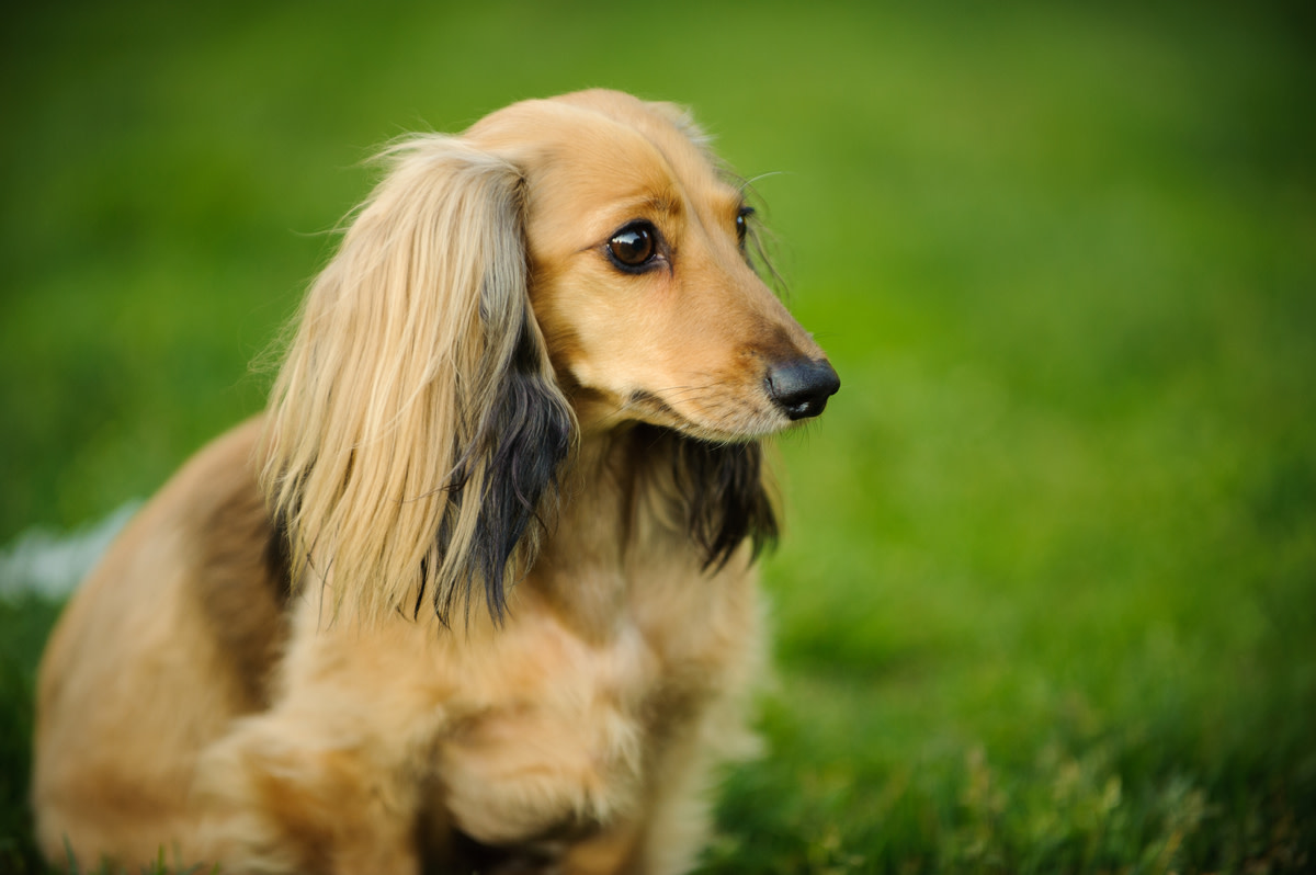 Dachshund with overbite is the epitome of cuteness