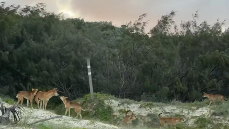 At least nine dingoes euthanised after fatal attack on K’gari Island