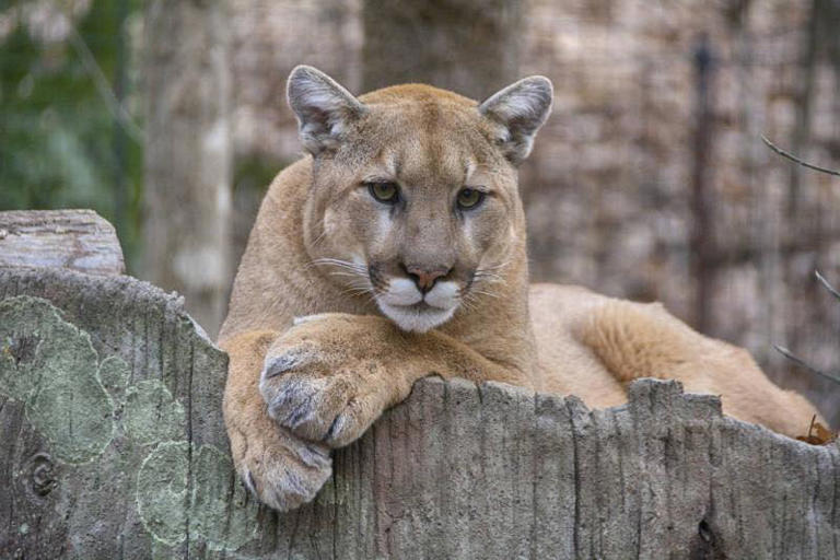 Mountain lion sighting in Hercules confirmed by police