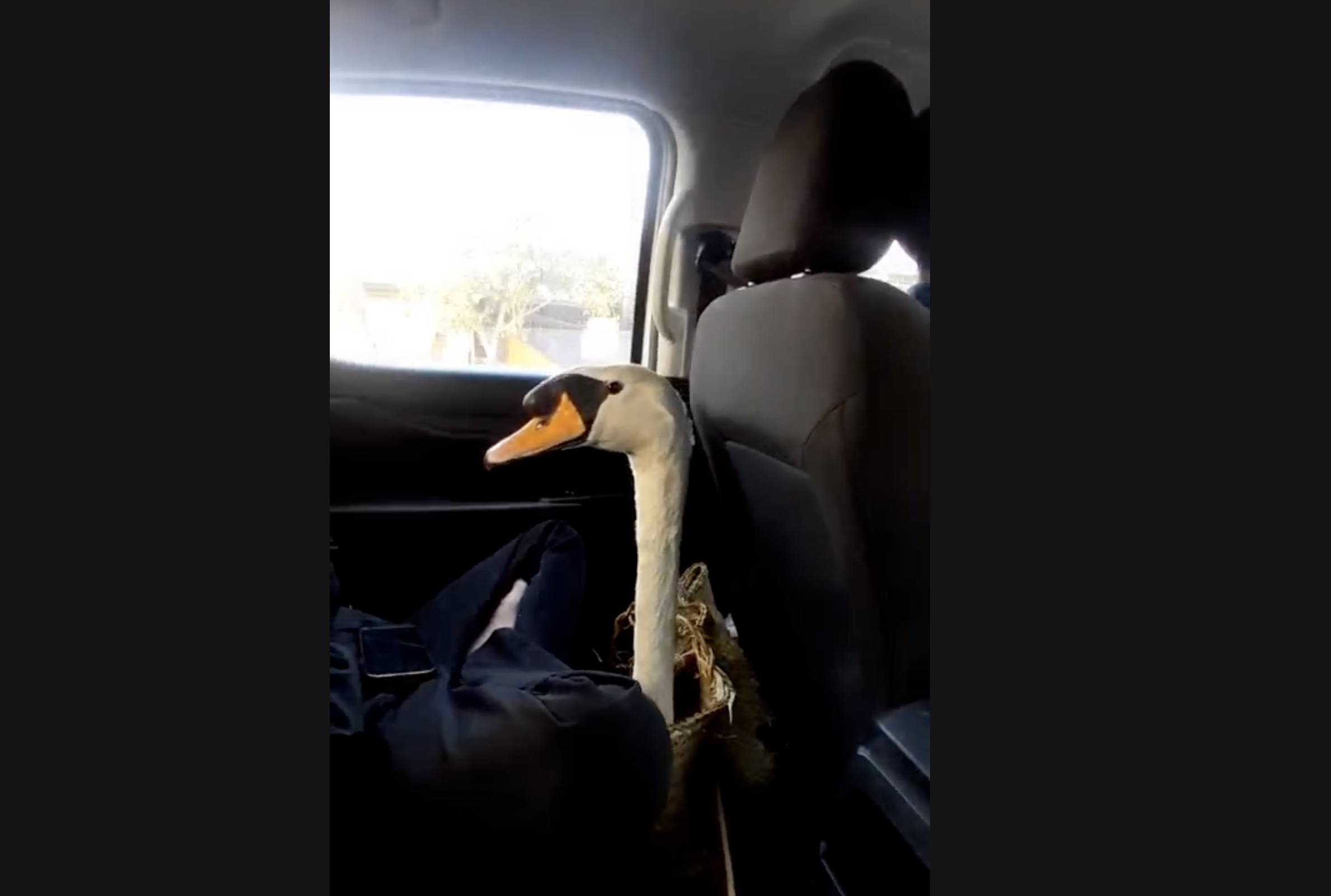 Trộm thiên nga của Thảo cầm viên rồi bán về Cần Thơ, bị bắt ở Tây Ninh