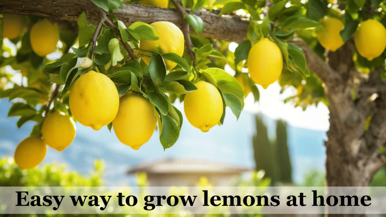 How to grow lemon tree at home: Step-by-step guide for beginners