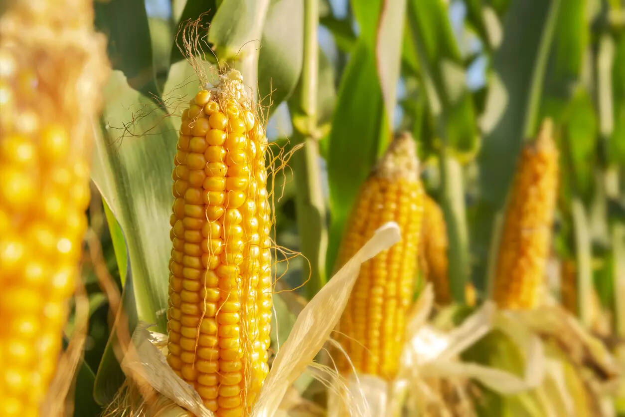 Why maize deserves centre stage in India’s agricultural roadmap