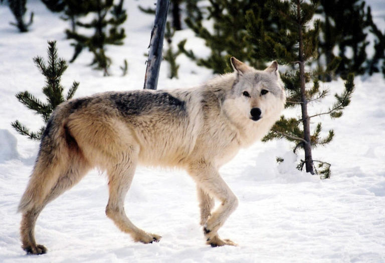 'Rising star' female wolf from Yellowstone’s most famous pack is ...
