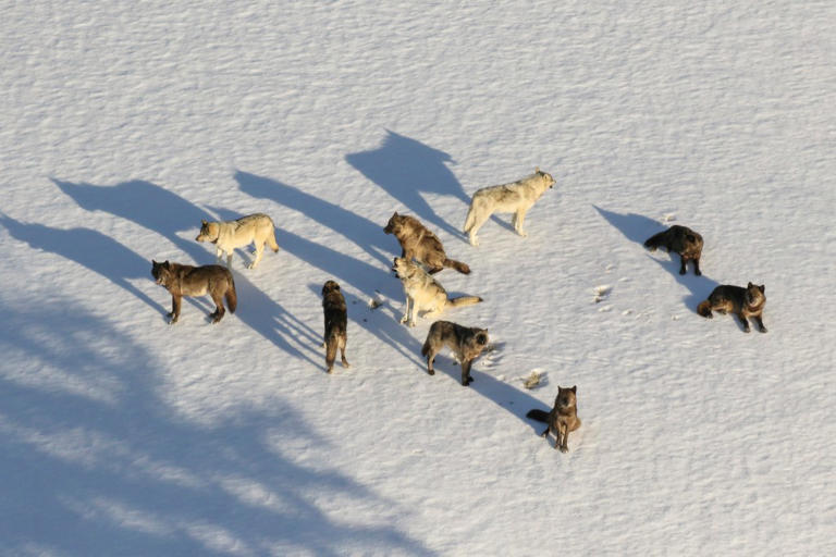 'Rising star' female wolf from Yellowstone’s most famous pack is ...