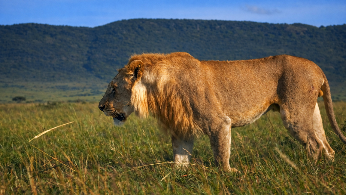 Il maestoso leone della savana
