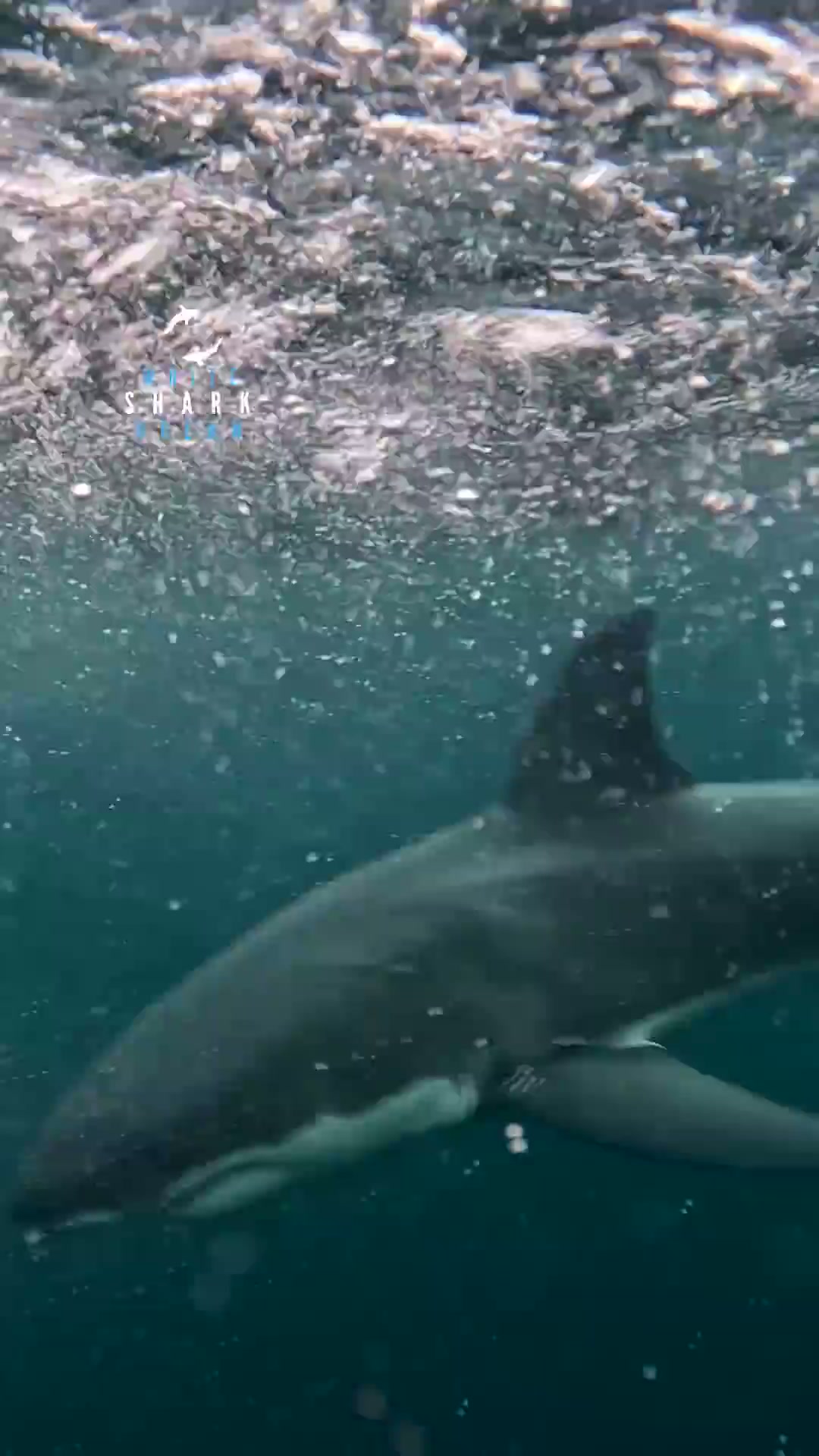 Curious great white shark just below the surface