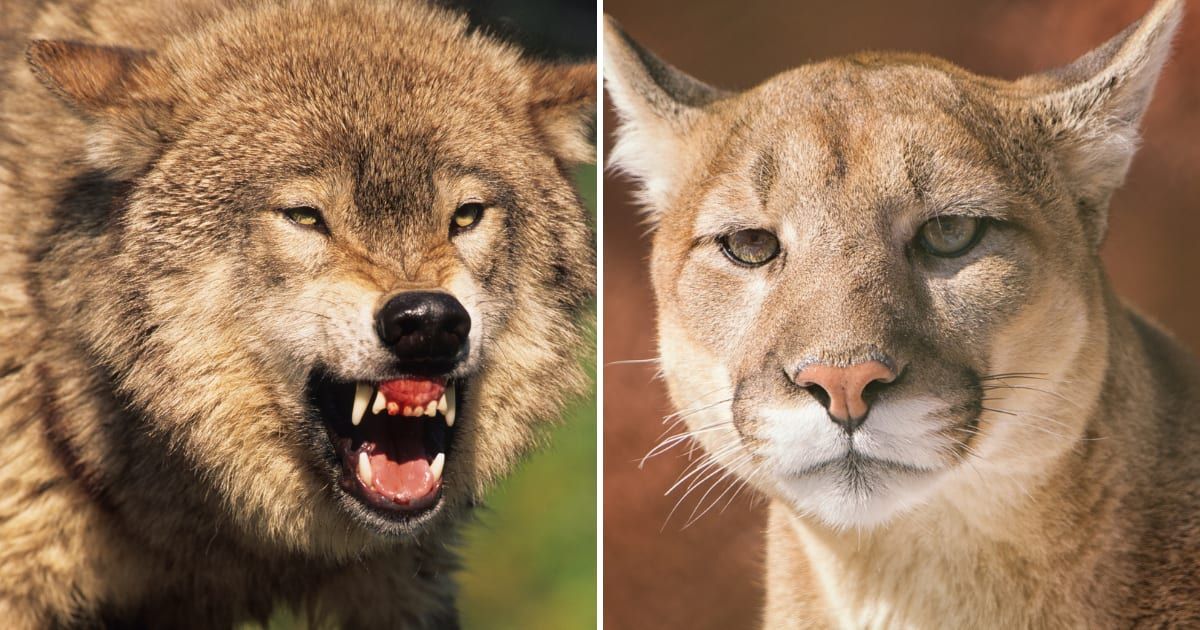Two Yellowstone predators are locked in a power struggle — one is ...