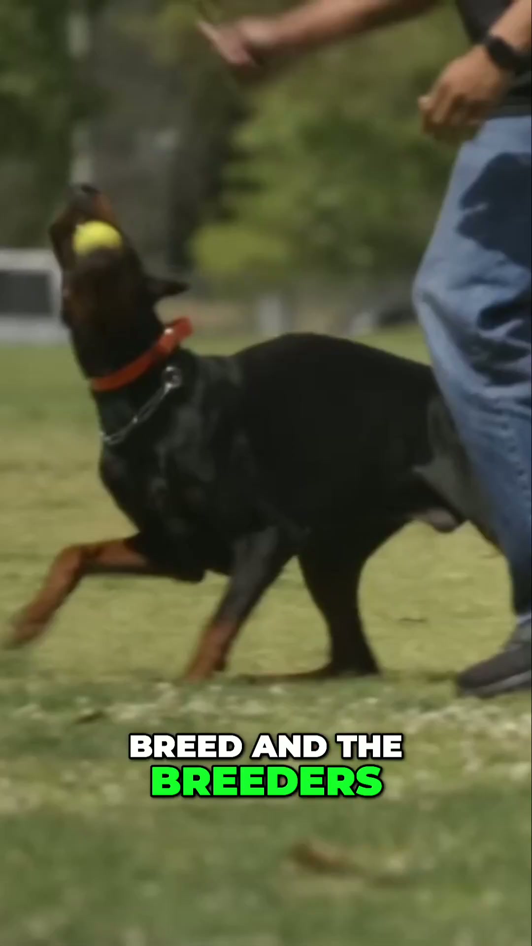 Why health testing is crucial for your dog