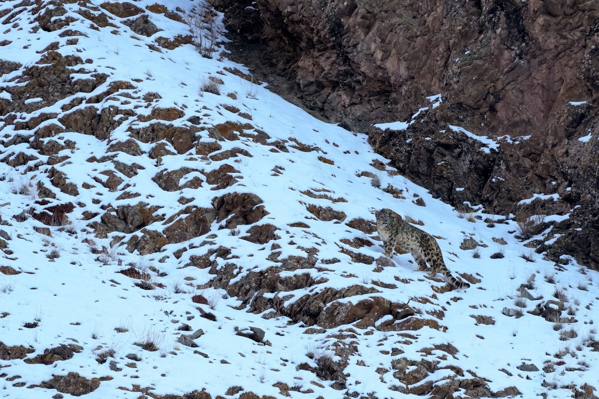 Tourist mauled at ski resort after trying to take snow leopard selfie<br><br>