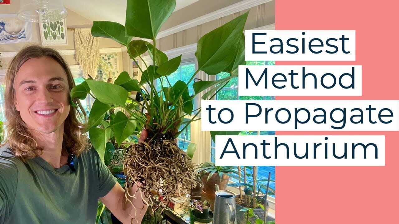 Anthurium - how to propagate anthurium plants & care | Watch
