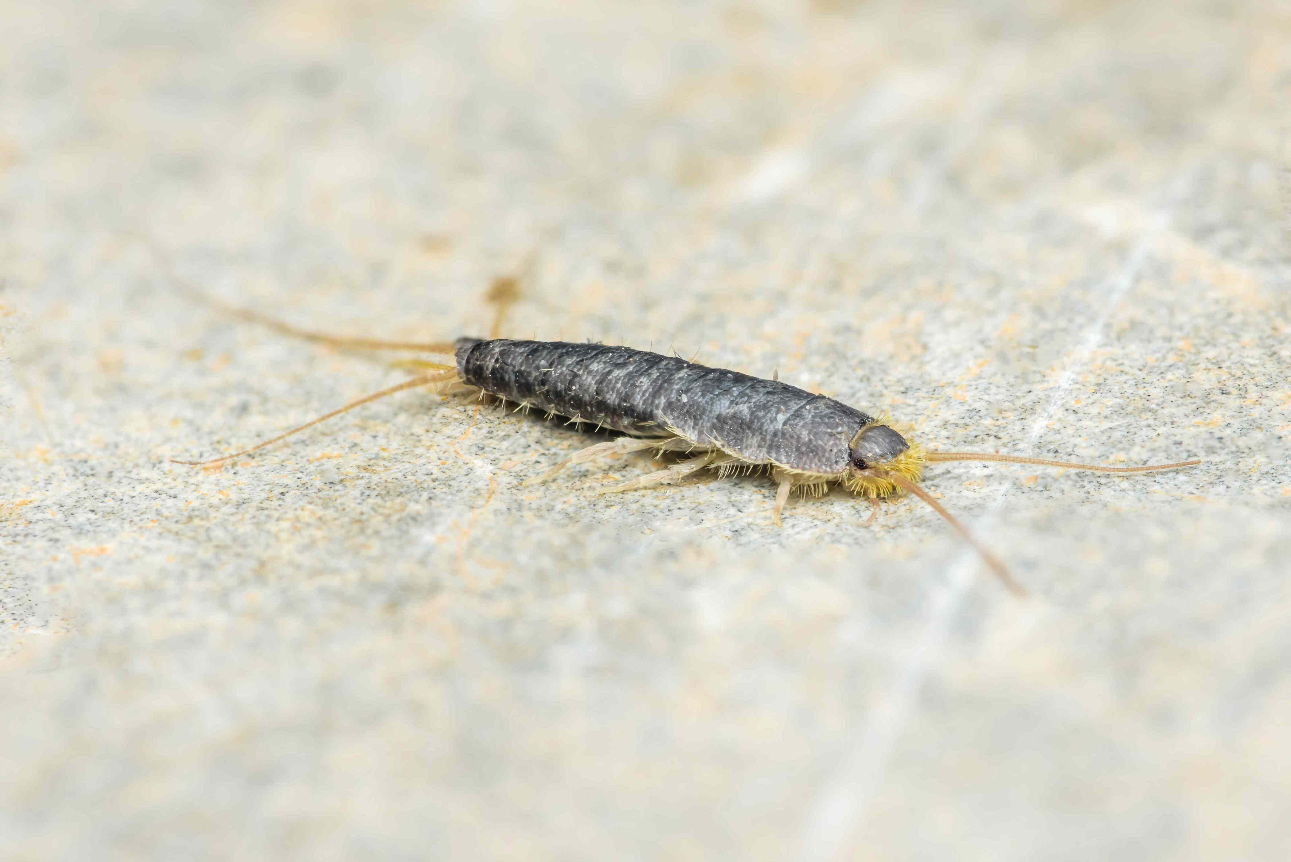 How to get rid of silverfish fast (and keep them from coming back)
