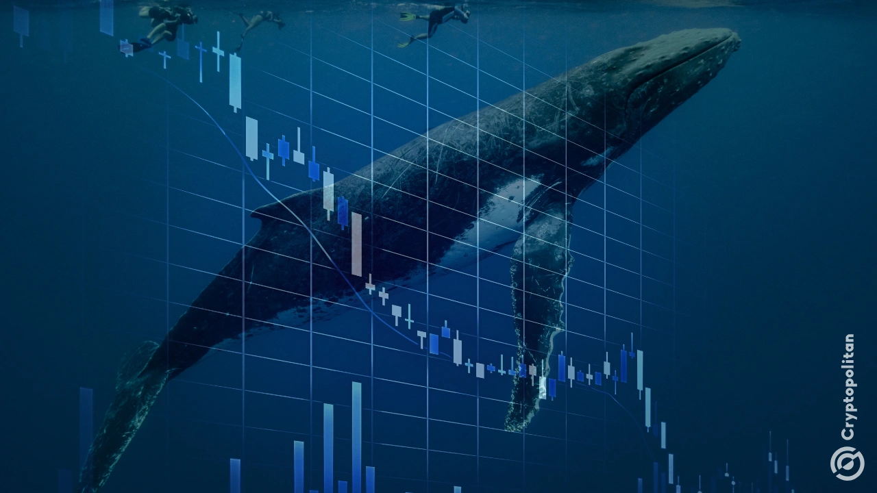 Whales step in to defend BTC price floor
