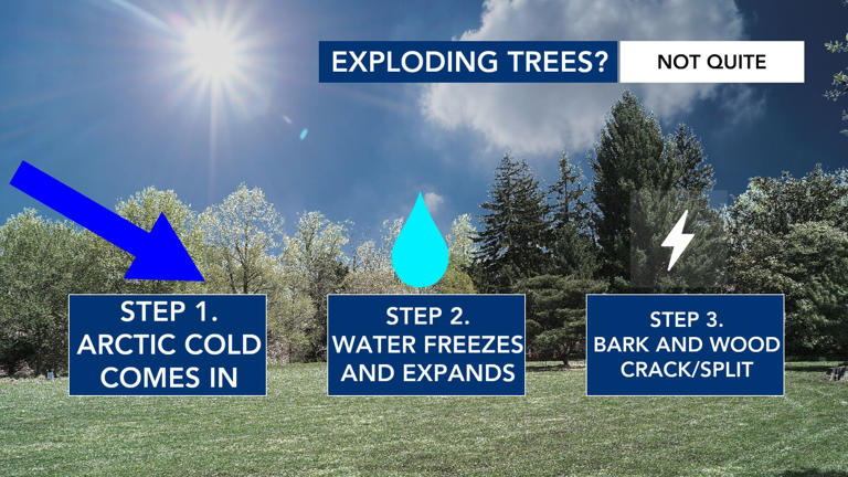 Ask The Meteorologist Do Trees Actually Explode In The Bitter Cold