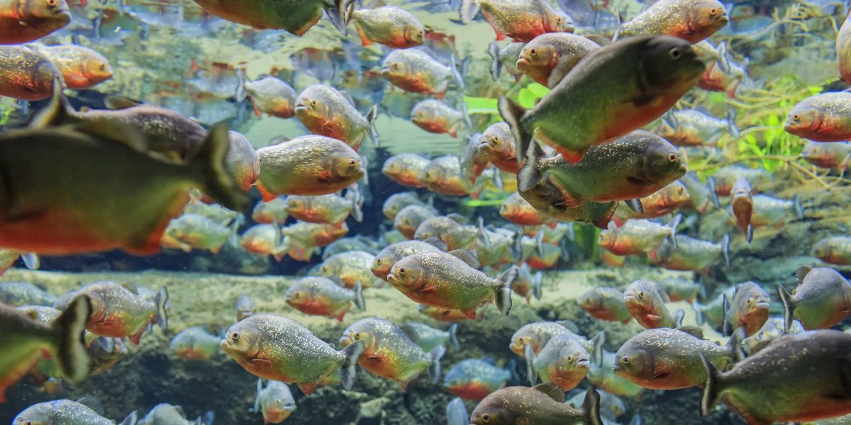 Coude D'alimentation 45° Ancienne école – 7/8" à 1" (Spyder, Piranhas, F4)