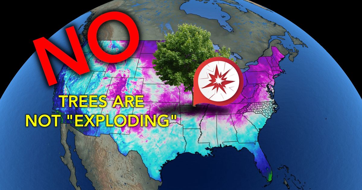 Ask the meteorologist: Do trees actually explode in the bitter cold?
