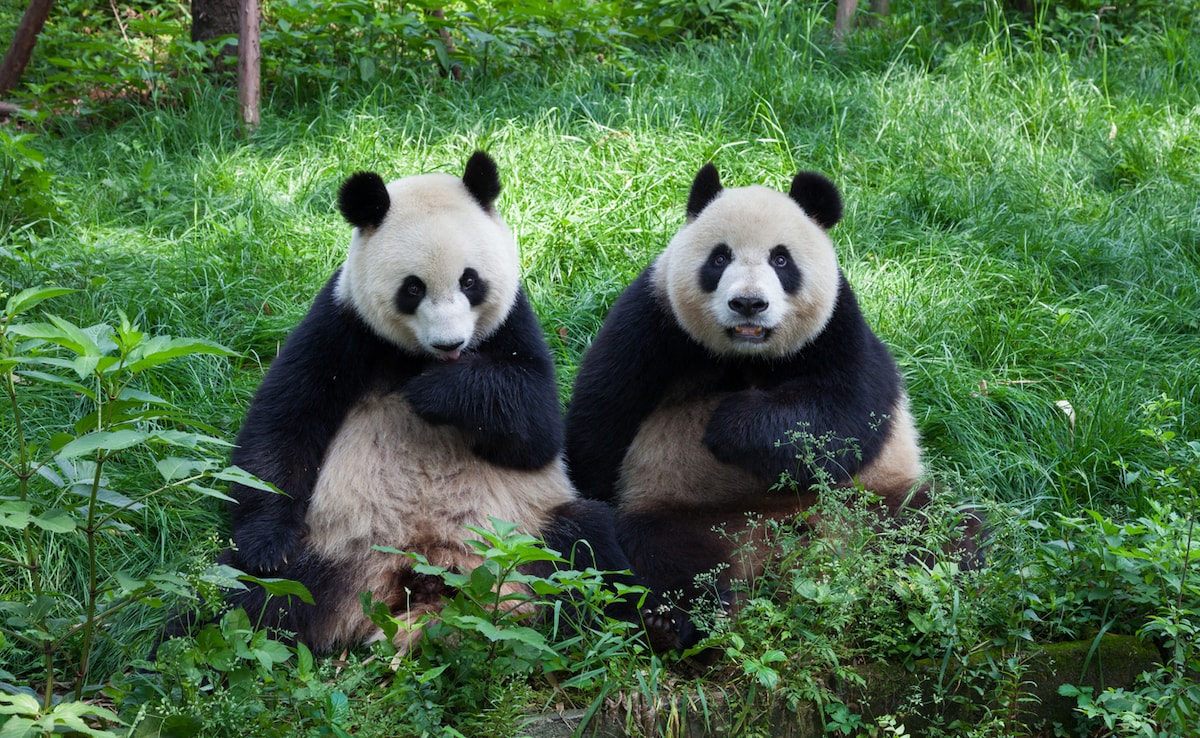 Two men arrested in China for spreading false panda mating claims