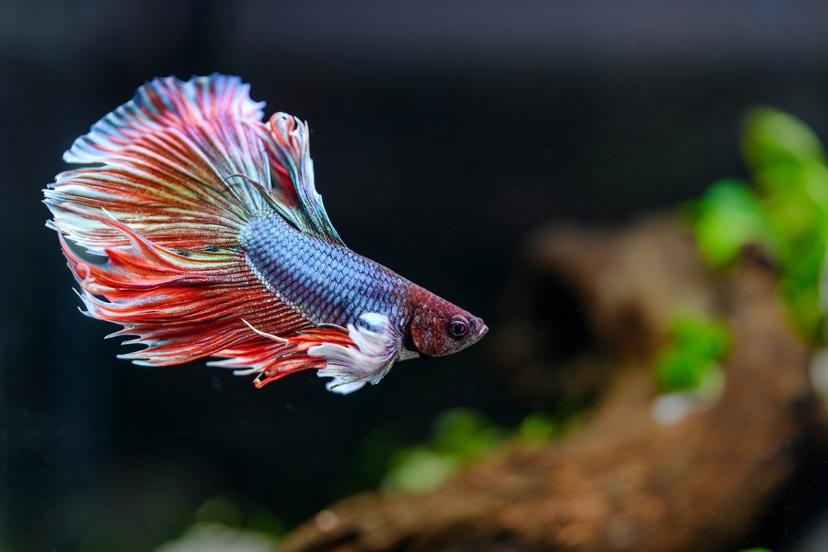 Betta fish care made simple for beginners