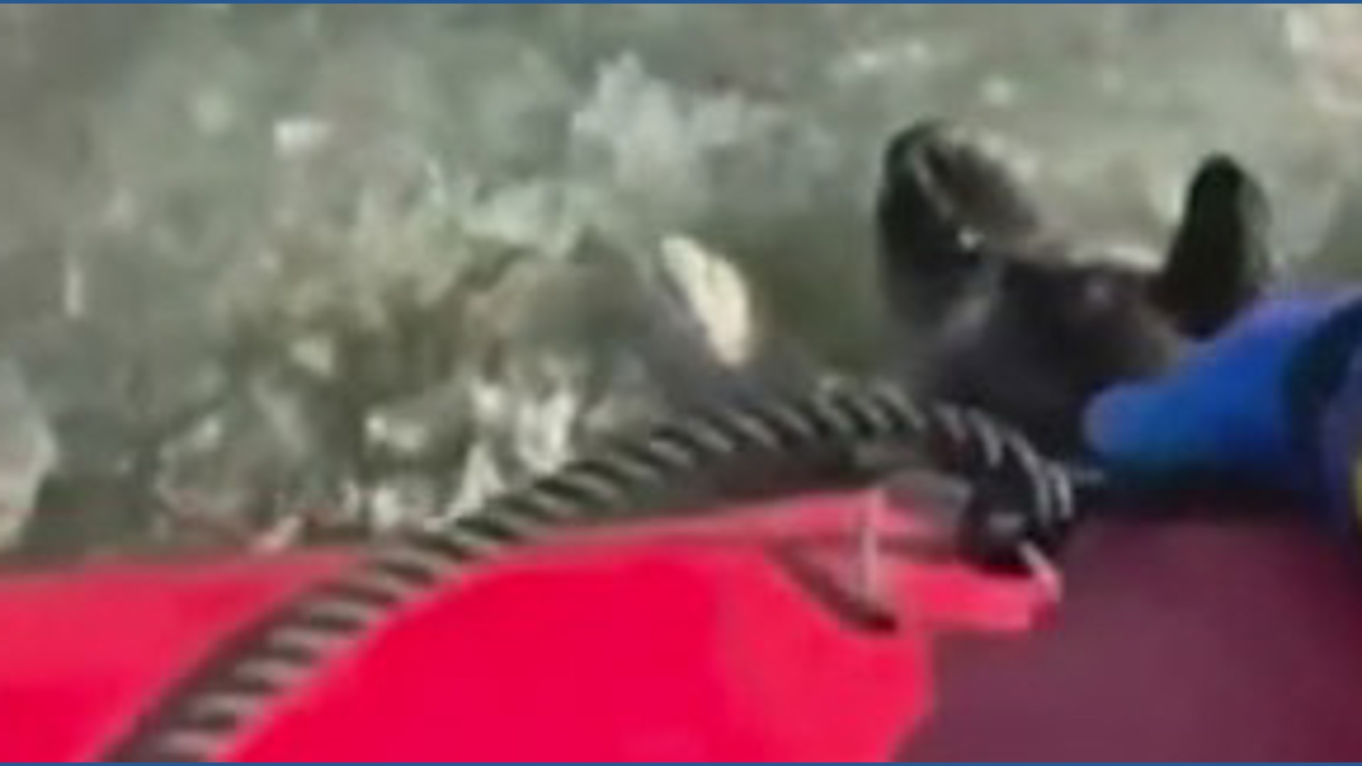 Dog rescued from frozen lake