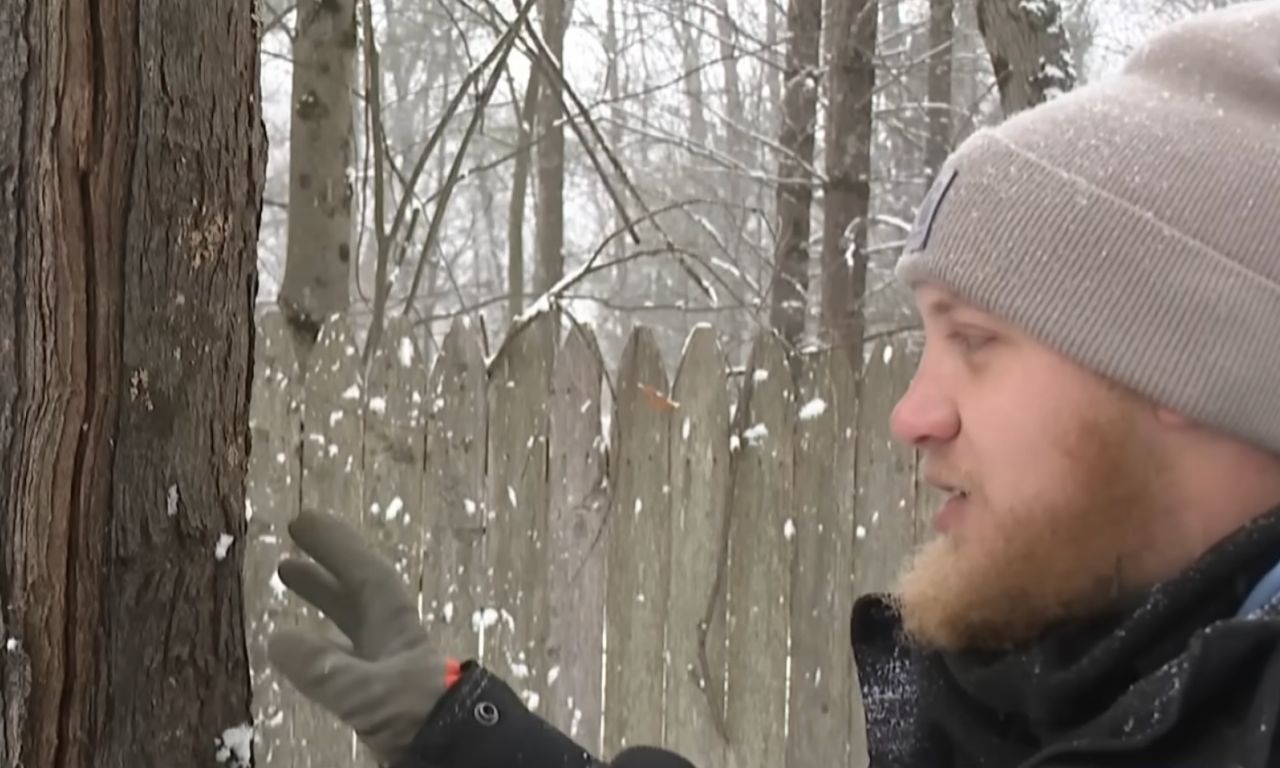 Viral winter videos claim trees are exploding in this extreme cold ...