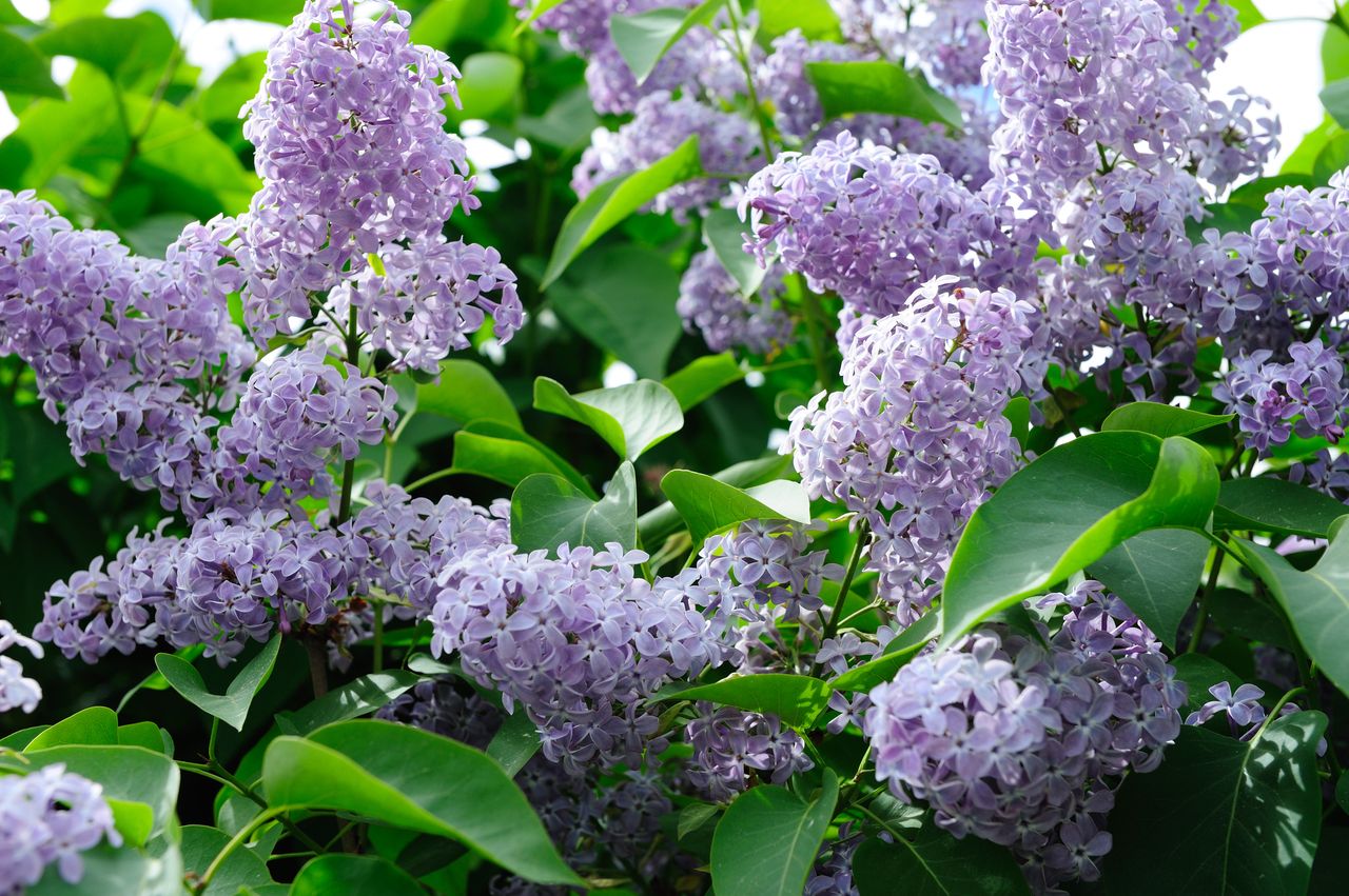 Lilac bush blooming with lilac-colored flowers.