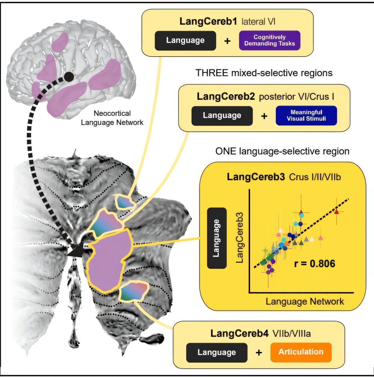 16 years of brain scans reveal the cerebellum's crucial role in human ...