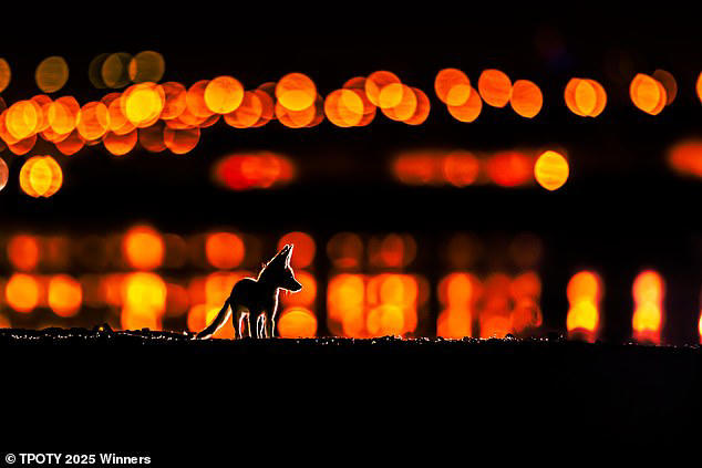 The winners of Travel Photographer of the Year 2025 revealed in ...