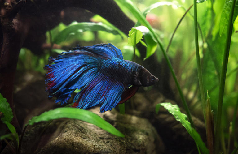 New to betta fish? Your top questions, answered