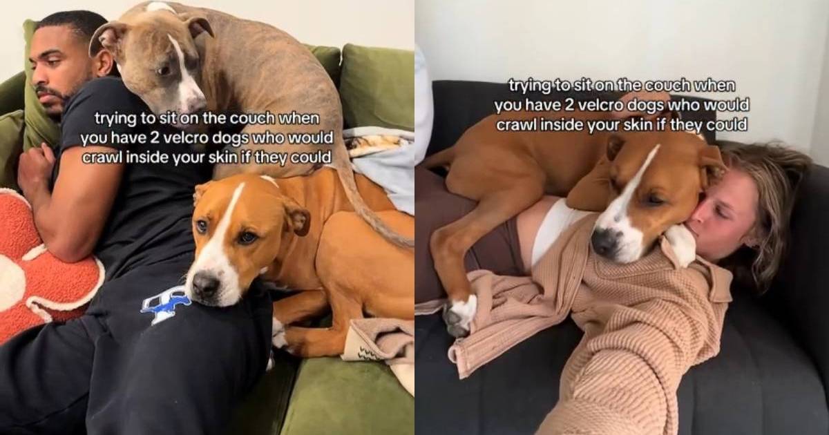 Video shows what it's like to use a couch with 2 rescue dogs around
