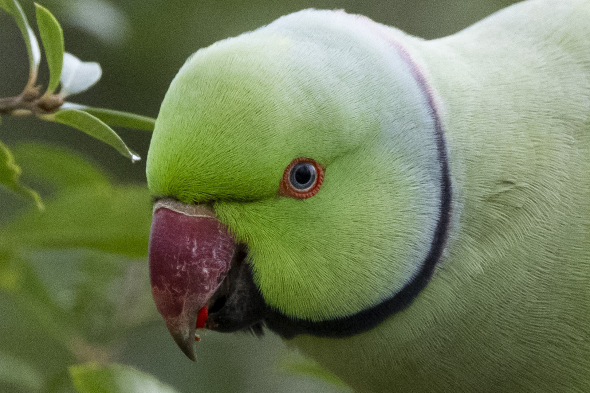 Why parakeets are spreading across Europe