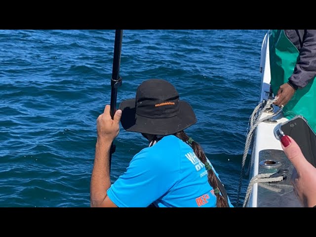 live-great-white-shark-encounter-thrilling-cage-dive-adventure