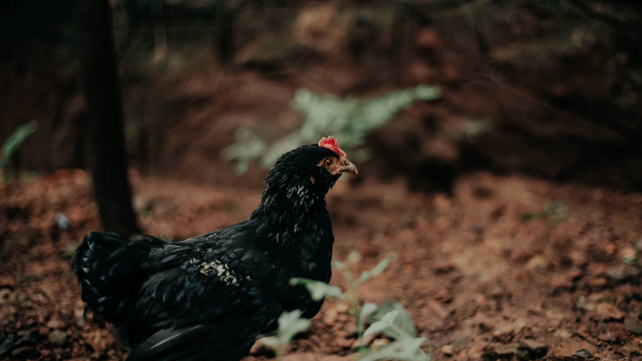 Mystery chicken killer is a species missing for 100 years<br><br>