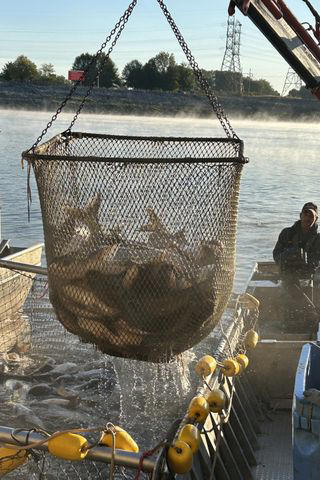 Over 100,000 pounds of invasive fish pulled from one river to help ...