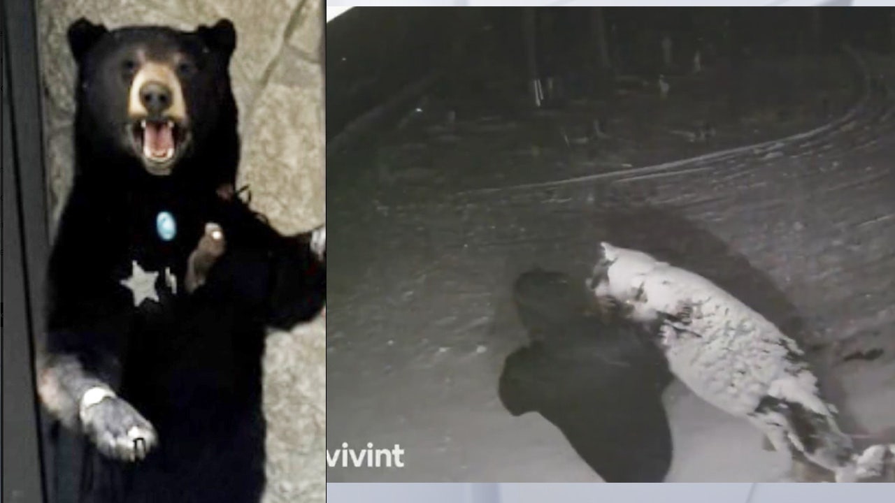 Video: Taxidermied 6-foot black bear stolen from west Michigan porch