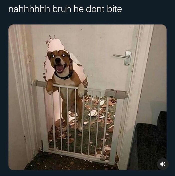 77 random memes that made scrolling way more enjoyable