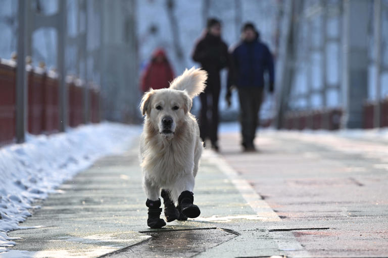 Wonderful images of dogs in the snow
