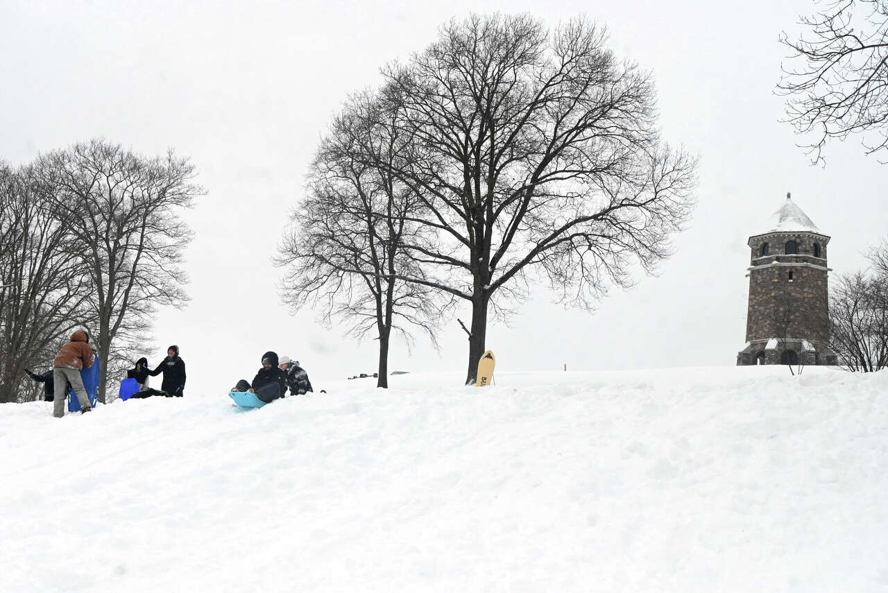 Exploding trees are going viral online. Here's why Connecticut trees