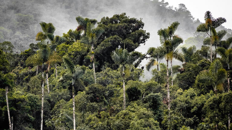 Scientists say saving net-zero means protecting Amazon’s biggest trees