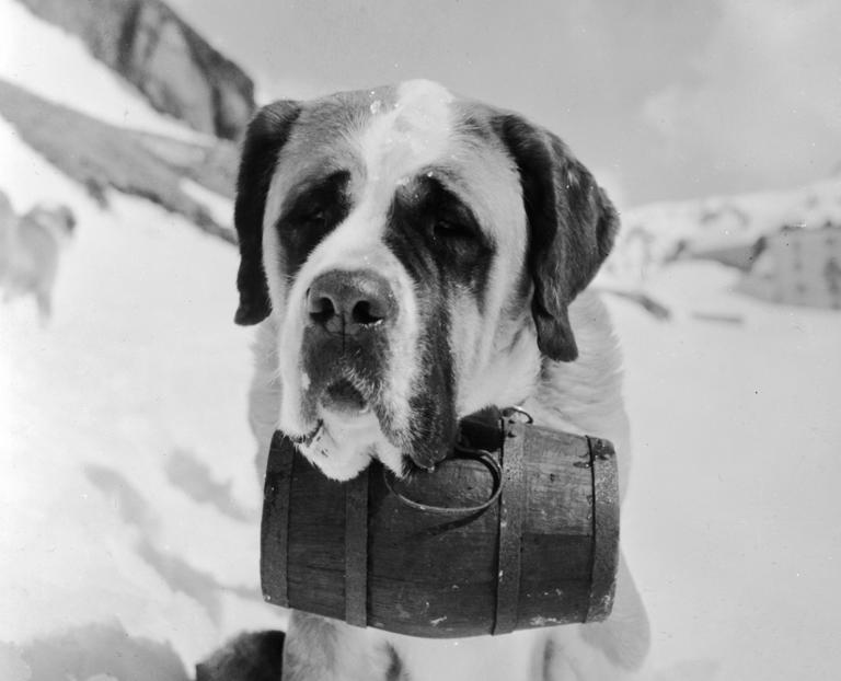 Wonderful images of dogs in the snow