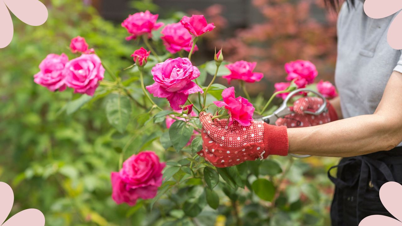 When should you prune roses? Garden experts reveal the perfect timing