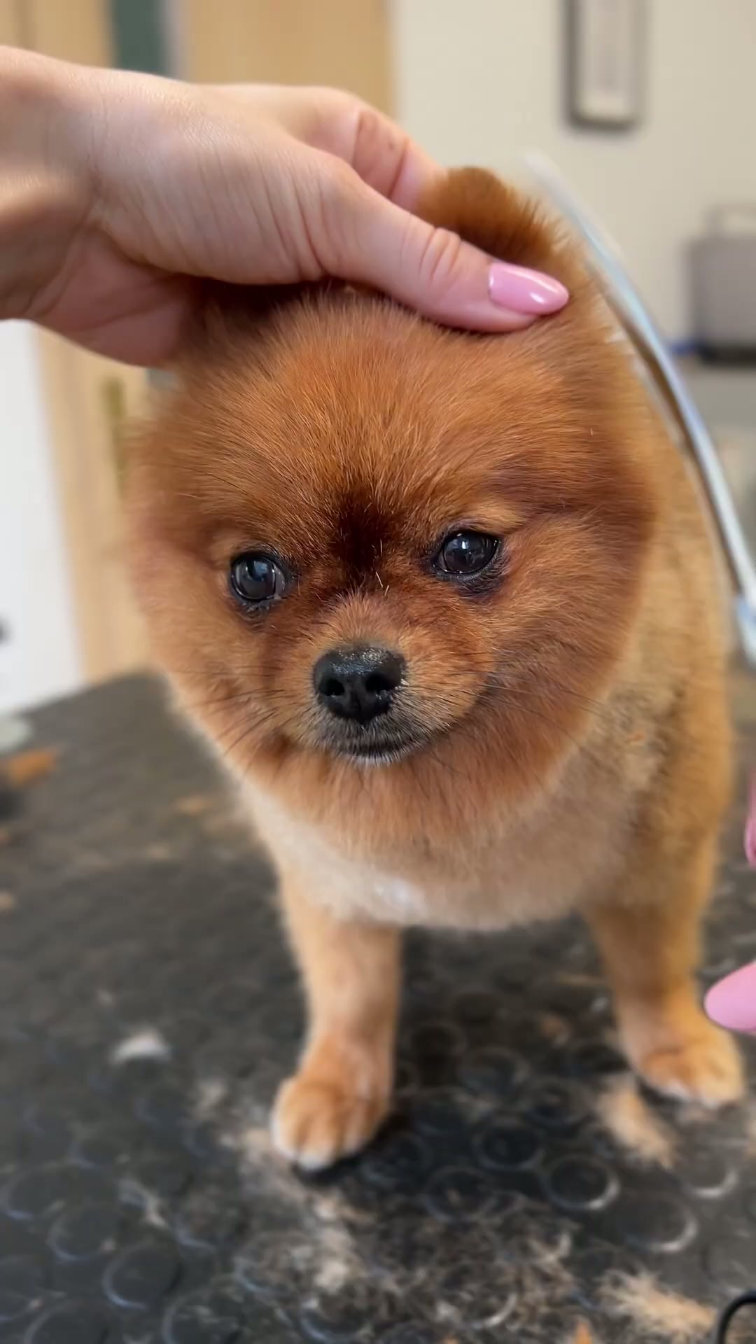 Tiny chicken nugget dog grooming #pomeranian