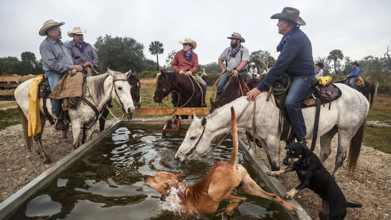 Step back into the past with the Great Florida Cattle Drive
