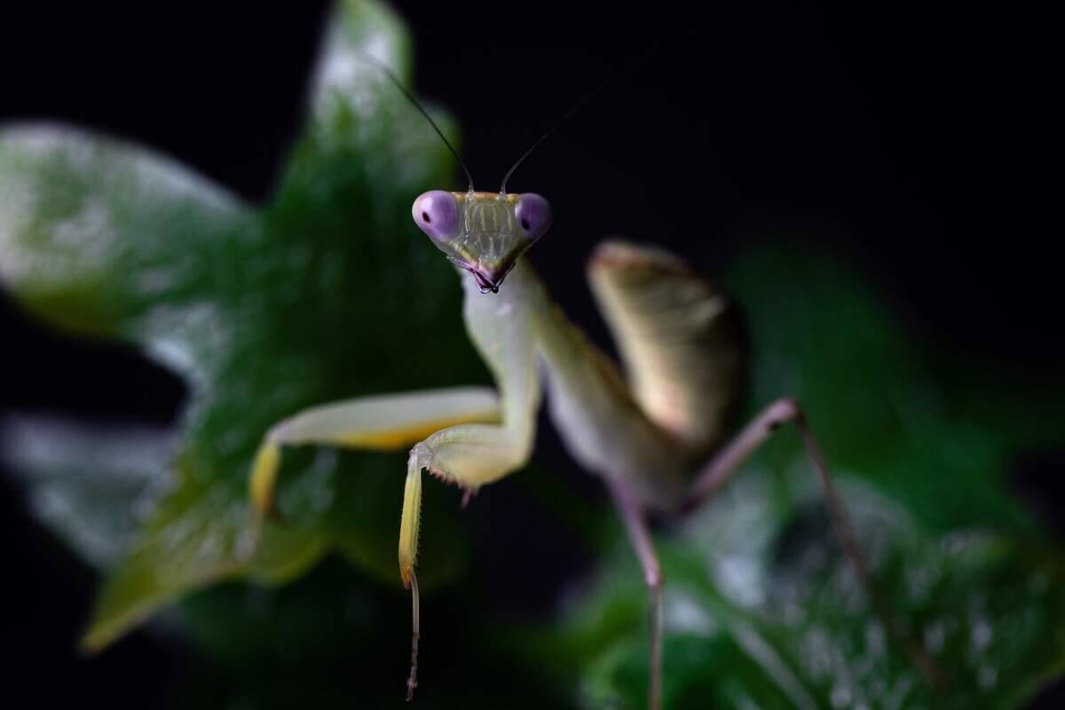 Insects using clever traps to capture prey